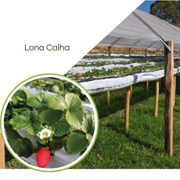 Lona Calha 0,4 x 300 Para Produção de Morango