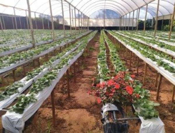 Lona Calha 0,4 x 300 Para Produção de Morango