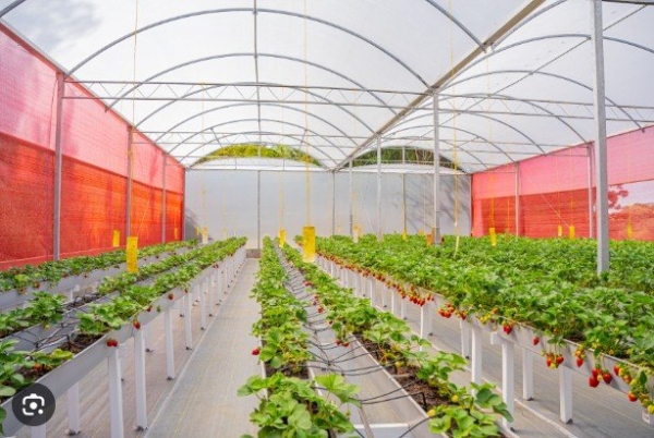 Lona Calha 0,4 x 300 Para Produção de Morango