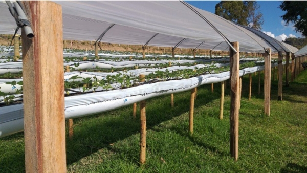 Lona Calha 0,4 x 300 Para Produção de Morango