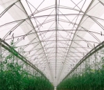 Tela Antiafídeo 50 mesh - Politiv 