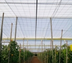 Tela Antiafídeo 50 mesh - Politiv 