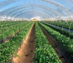 Tela Antiafídeo 50 mesh - Politiv 