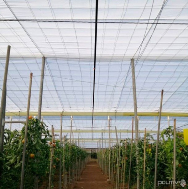 Tela Antiafídeo 50 mesh - Politiv 