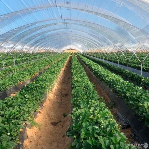 Tela Antiafídeo 50 mesh - Politiv 