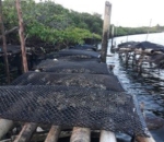 Travesseiro Cultivo Ostra 9mm 1,00 x 0,50 (BOLSA OYSTER 9MM DIAMANTE)