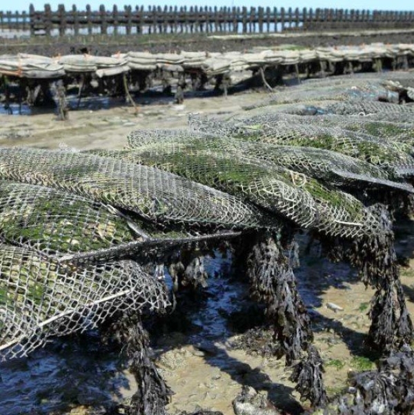 Travesseiro Cultivo Ostra 9mm 1,00 x 0,50 (BOLSA OYSTER 9MM DIAMANTE)