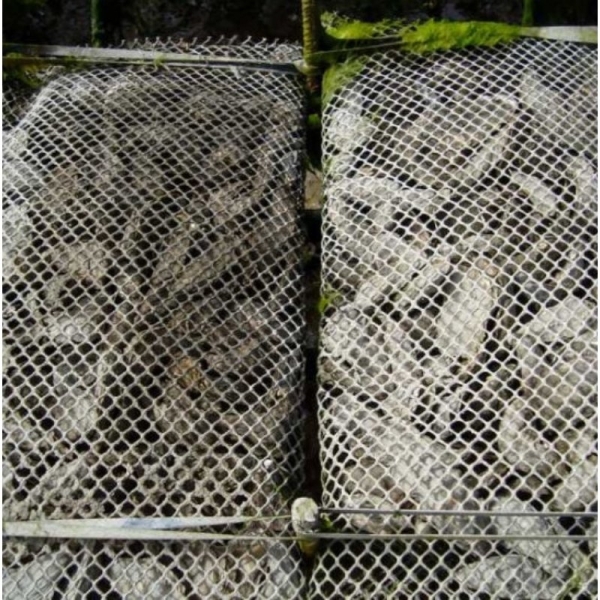 Travesseiro Cultivo Ostra 6mm 1,00 x 0,50 (BOLSA OYSTER 6MM DIAMANTE)