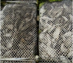 Travesseiro Cultivo Ostra 4mm 1,00 x 0,50 (BOLSA OYSTER 4MM DIAMANTE)