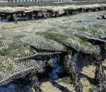 Travesseiro Cultivo Ostra 4mm 1,00 x 0,50 (BOLSA OYSTER 4MM DIAMANTE)