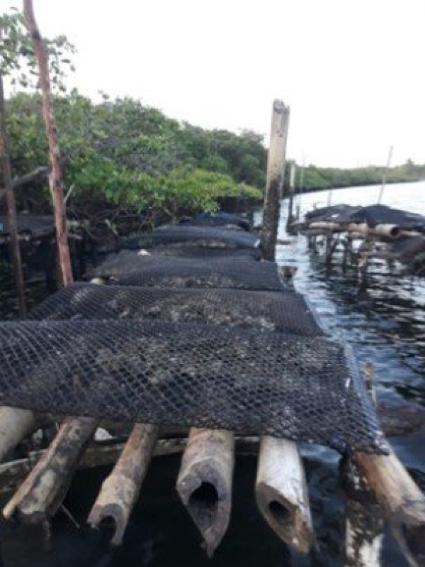 Travesseiro Cultivo Ostra 4mm 1,00 x 0,50 (BOLSA OYSTER 4MM DIAMANTE)