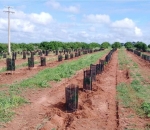 Tela Sombreamento no Cultivo de Cacau 50%