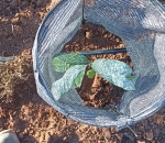 Tela Sombreamento no Cultivo de Cacau 50%