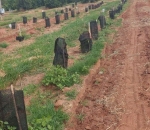 Tela Sombreamento no Cultivo de Cacau 50%