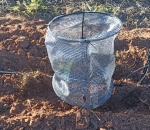 Tela Sombreamento no Cultivo de Cacau 50%