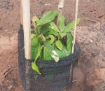 Tela Sombreamento no Cultivo de Cacau 50%