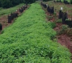 Tela Sombreamento no Cultivo de Cacau 50%