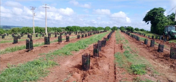 Tela Sombreamento no Cultivo de Cacau 50%