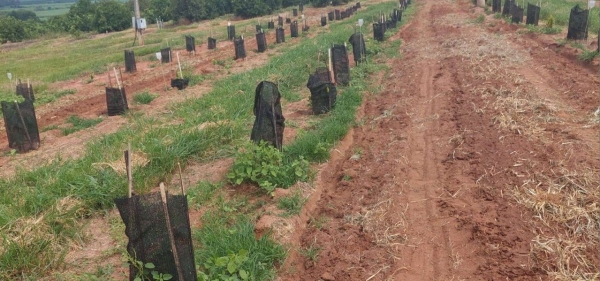 Tela Sombreamento no Cultivo de Cacau 50%