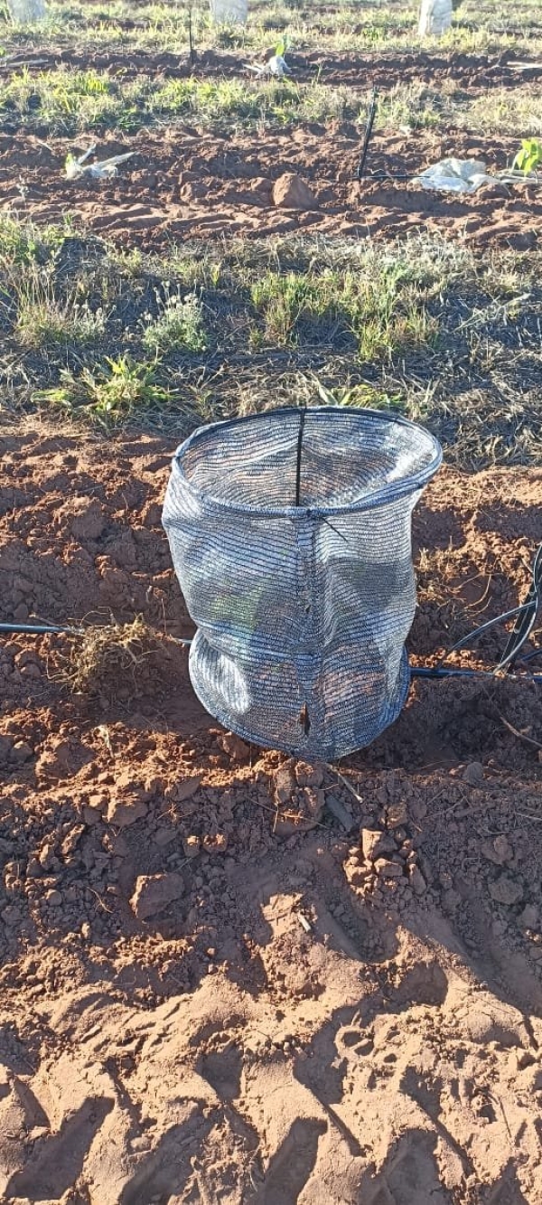 Tela Sombreamento no Cultivo de Cacau 50%