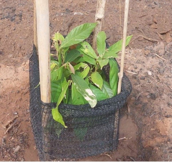 Tela Sombreamento no Cultivo de Cacau 50%