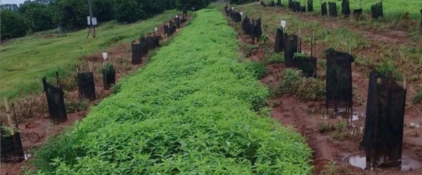 Tela Sombreamento no Cultivo de Cacau 50%