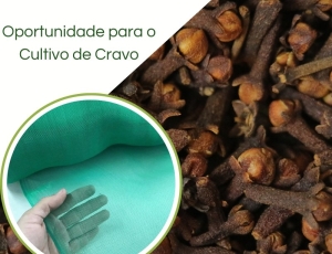 Tela Fachadeira Verde - Cultivo de Cravo