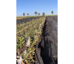 Tela Sombreamento 50% para Proteção da Queima de Abacaxi