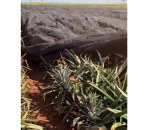 Tela Sombreamento 50% para Proteção da Queima de Abacaxi