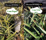 Tela Sombreamento 50% para Proteção da Queima de Abacaxi