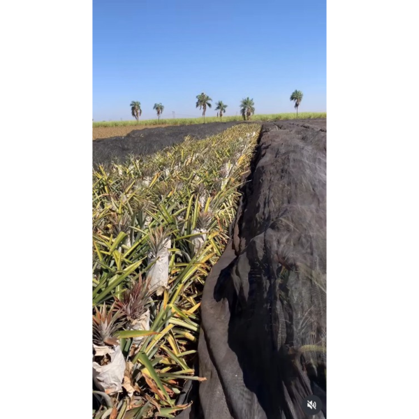 Tela Sombreamento 50% para Proteção da Queima de Abacaxi