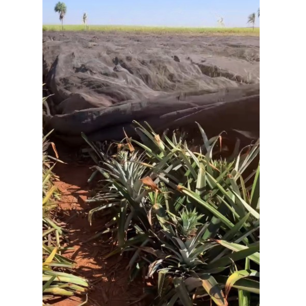 Tela Sombreamento 50% para Proteção da Queima de Abacaxi