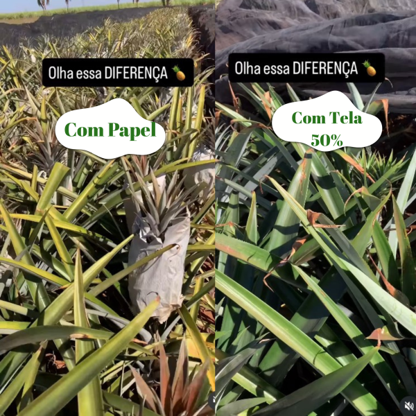 Tela Sombreamento 50% para Proteção da Queima de Abacaxi