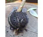 Esfera Rooter p Alporquia Clonagem de Plantas Galho Arvore Flor Bola Enraizadora Tamanho P