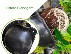 Esfera Rooter p Alporquia Clonagem de Plantas Galho Arvore Flor Bola Enraizadora Tamanho P