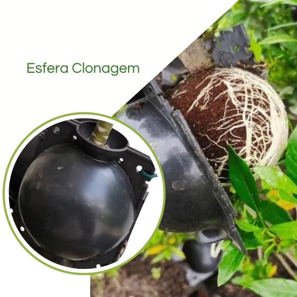 Esfera Rooter p Alporquia Clonagem de Plantas Galho Arvore Flor Bola Enraizadora Tamanho P