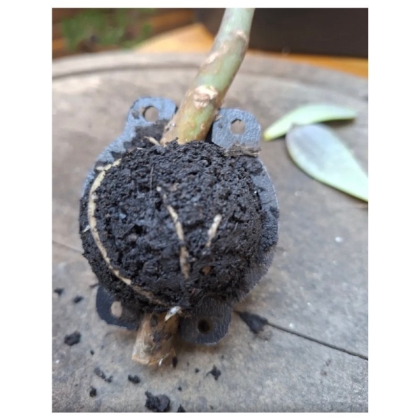 Esfera Rooter p Alporquia Clonagem de Plantas Galho Arvore Flor Bola Enraizadora Tamanho P