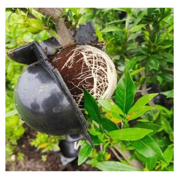 Esfera Rooter p Alporquia Clonagem de Plantas Galho Arvore Flor Bola Enraizadora Tamanho P