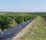 Rafia Lona de Colheita de Café em grão Manual 