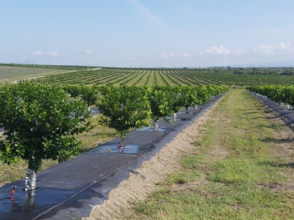 Rafia Lona de Colheita de Café em grão Manual 
