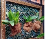 Tela Plástica Verde para Quadro Vivo para Orquideas, leguminosas