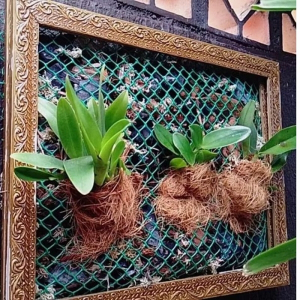 Tela Plástica Verde para Quadro Vivo para Orquideas, leguminosas