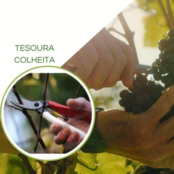 Tesoura de Colheita XS-8822 - Lâmina  8' - Xing Shuo