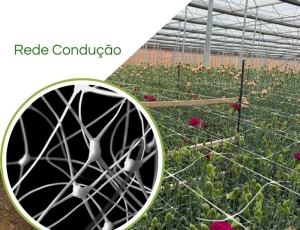 Redes para Tutoramento de Flores