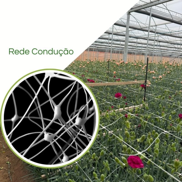 Redes para Tutoramento de Flores