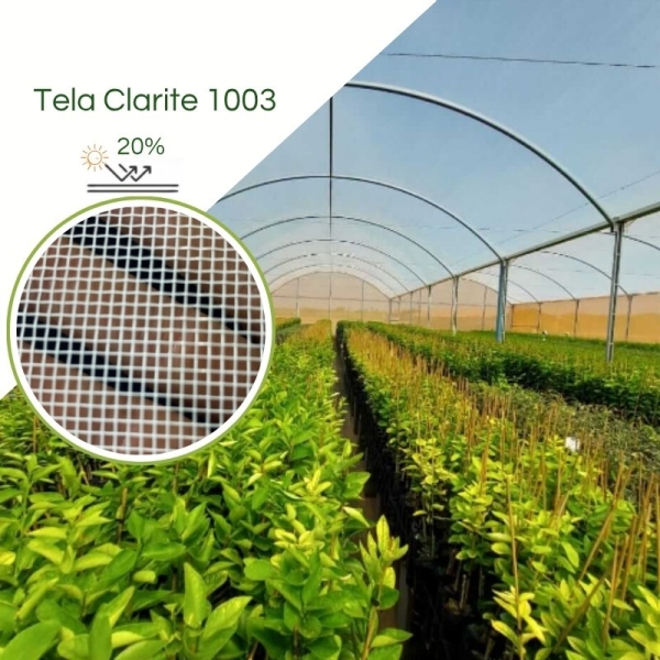 Clarite 1003 Citrus 20% 