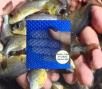 Tela Piscicultura Peixe Alevino Aquário EB44/M4mm  Azul