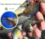 Tela Piscicultura Peixe Alevino Aquário EB44/M4mm  Azul