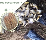 Tela Piscicultura Criação Alevinos N° 14