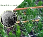 Rede Tutoramento (Branca)